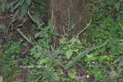 Pogostemon paniculatus